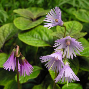 Soldanella alpina