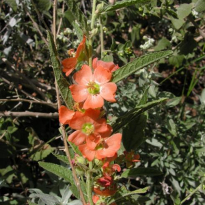 Sphaeralcea angustifolia