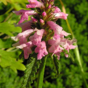 Stachys monnieri