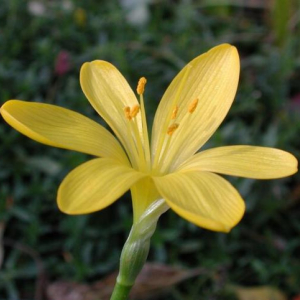 Sternbergia lutea