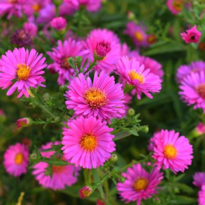 Symphyotrichum novi-belgii 'Alert'