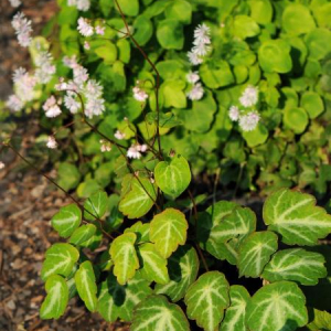 Thalictrum ichangense 'Evening Star'
