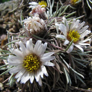 Townsendia nuttallii