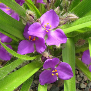 Tradescantia longipes
