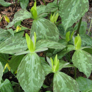 Trillium luteum
