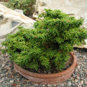Tsuga canadensis 'Minuta'