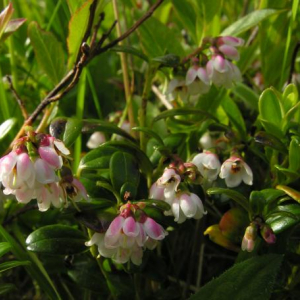 Vaccinium vitis-idaea