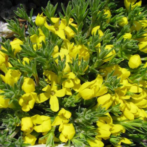 Vitalliana primuliflora