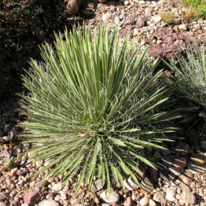Yucca harrimaniae