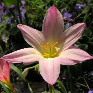 Zephranthes 'Capricorn'