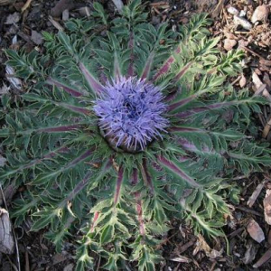 Carduncellus pinnatus