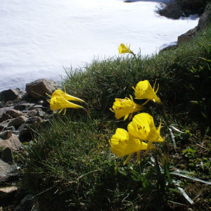 Narcissus bulbocodium
