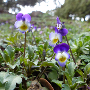Viola subatlantica