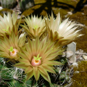 E. missouriensis, photo by John Weiser