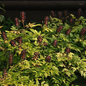 Actaea asiatica