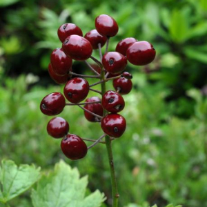 Actaea rubra