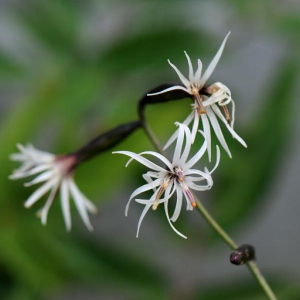 Ainsliaea acerifolia