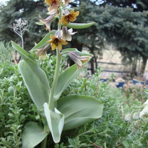 Fritillaria sewerzowii