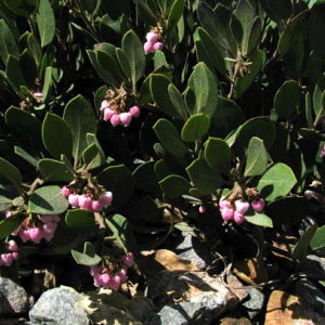 Arctostaphyllos 'Arroyo Cascade'