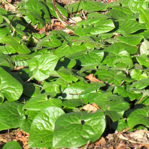 Asarum europaeum, photo by Todd Boland