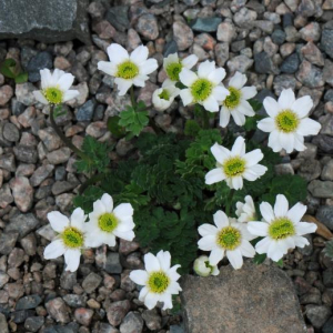 Callianthmum coriandrifolium