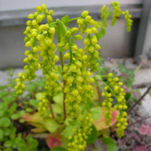 Chiastophyllum oppositifolium