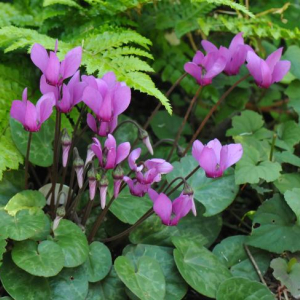 Cyclamen purpurascens
