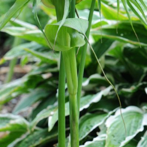 Arisaema consanguineum; photo by Todd Boland