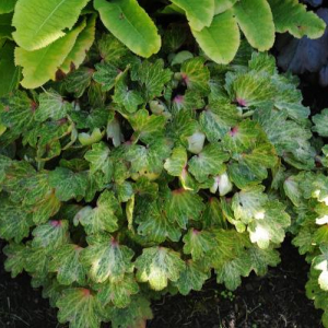 Mukdenia rossii 'Starstream'