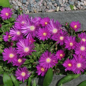 Delosperma 'John Proffitt'