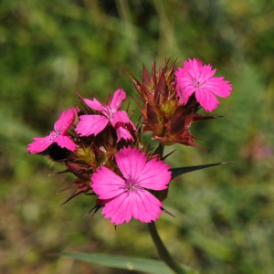 Dianthus cruentus