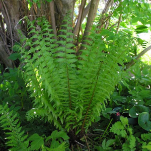 Dryopteris lacera