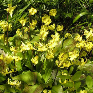 Erythronium 'Pagoda'
