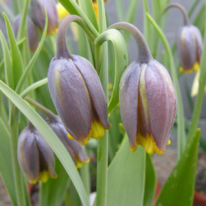 is actually Fritillaria uva-vulpis