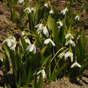 Galanthus platyphyllus