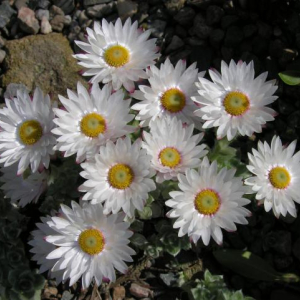 Helichrysum milfordiae; photo by Todd Boland