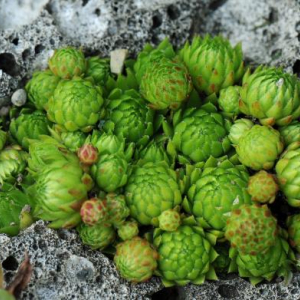 Jovibarba sobolifera