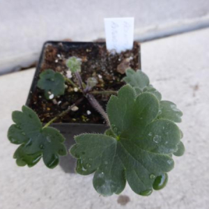 Aconitum rotundifolium seedling.