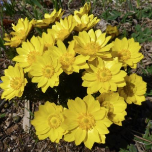 Adonis vernalis; Calgary, AB.