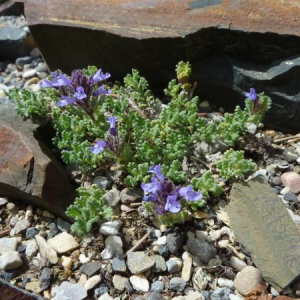 Dracocephalum paulsenii