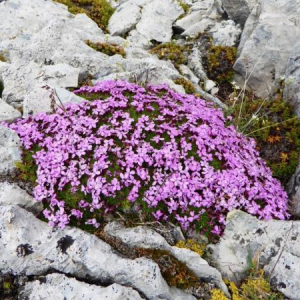In the wild, Alberta Rockies.