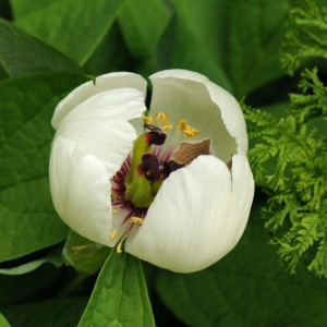 Paeonia japonica