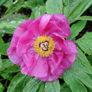 Paeonia officinalis 'Mollis'