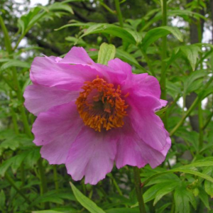 Paeonia veitchii