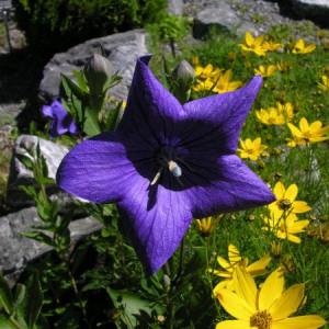 Platycodon grandiflorum