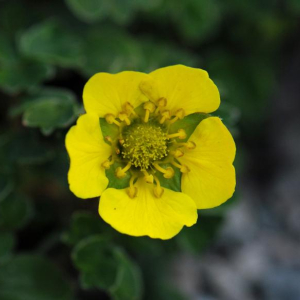 Potentilla cuneata