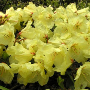 Rhododendron 'Wren'