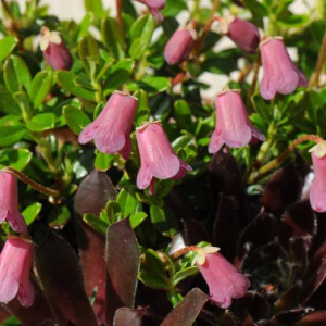 Rhododendron campylogynum