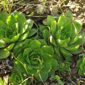 Sempervivum caucasicum, near Tblisi, Georgia