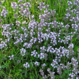 Thymus tiflisiensis